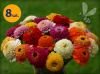 ZINNIA ELEGANS ZINDERELLA MIX 8 SZTUK